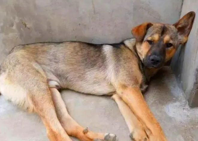 中华田园犬幼犬吃什么？来看一下吧