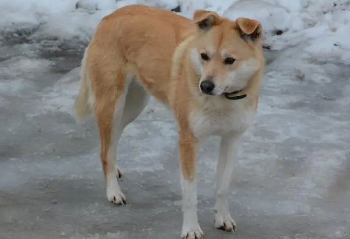 中华田园犬怎么训练大小便？学习一下吧~