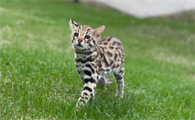 豹猫是豹子和猫杂交的吗
