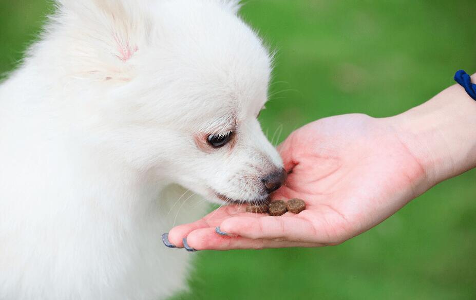 如何养博美犬吃狗粮视频 如何养博美犬吃狗粮视频
