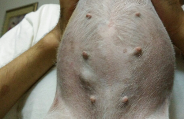狗狗乳腺肿瘤为什么会出奶呢