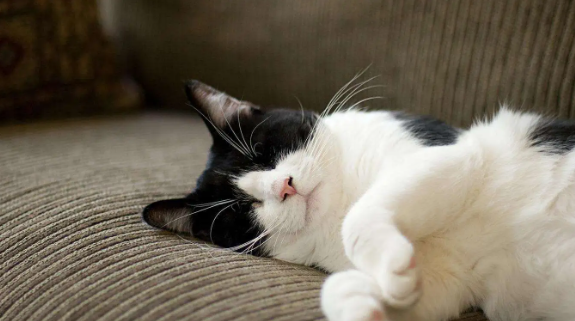 猫咪为什么不爱你的表现呢 猫咪为什么不爱你的表现呢