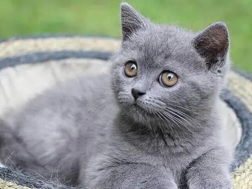 一文告诉你,英短蓝猫为什么会咬人? 一文告诉你,英短蓝猫为什么会咬人?