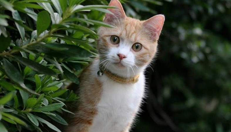 猫咪丢了白天找还是晚上找