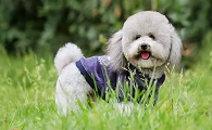 标准型贵宾犬图片