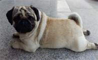 十大适合家养的大型短毛犬