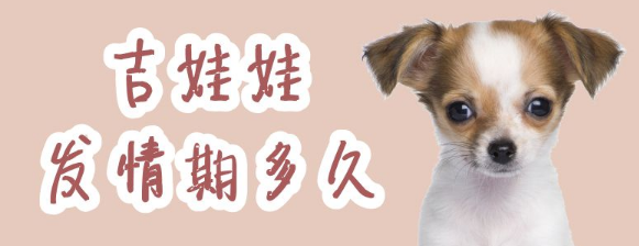 吉娃娃发情期多久？本篇文章有答案