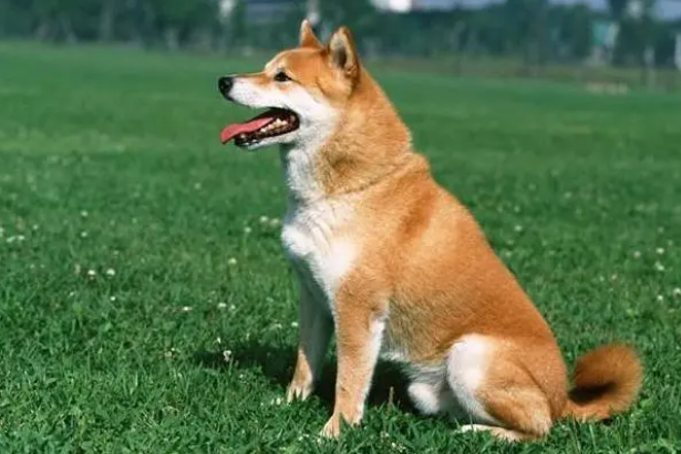 狗狗消炎止痛药有哪些 狗狗消炎止痛药有哪些