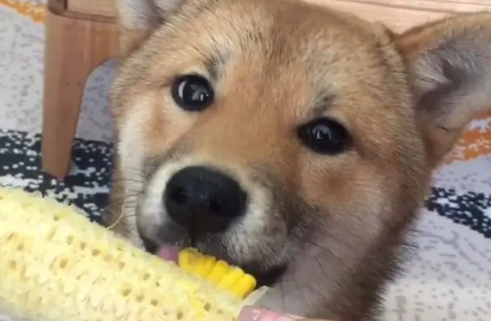 为什么狗狗能吃玉米呢