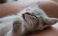 猫咪鼻子为什么老是呼噜呼噜的