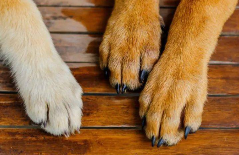 狗狗的脚为什么会变大了很多