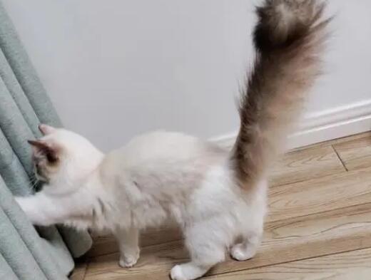 提猫的尾巴猫会死吗 提猫的尾巴猫会死吗