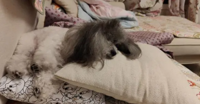 狗狗为什么喜欢在枕头上睡觉呢