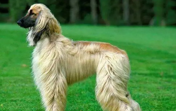 一条阿富汗猎犬多少钱