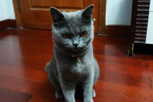 猫咪会寻找伙伴吗为什么呢