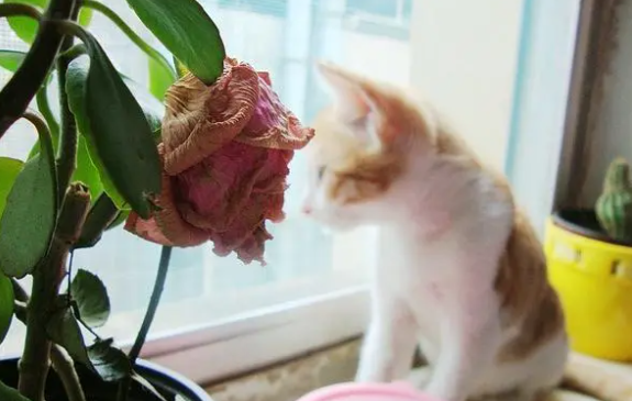 猫咪为什么吃月季花呢