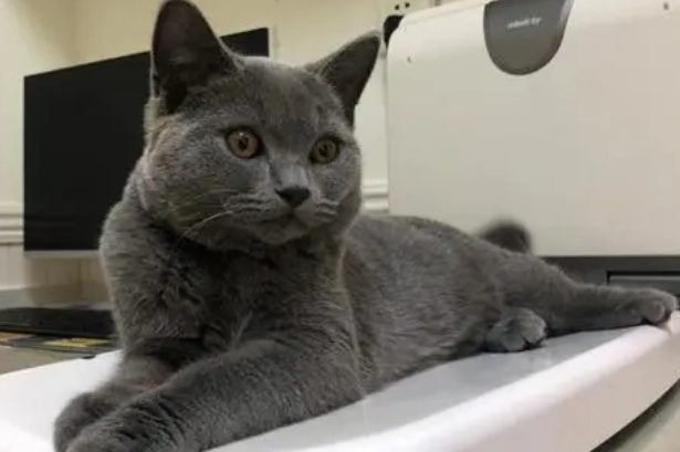 蓝猫喜欢吃什么食物？铲屎官来看看吧