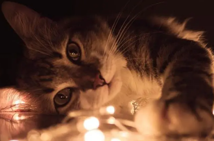 猫咪对着灯叫的原因