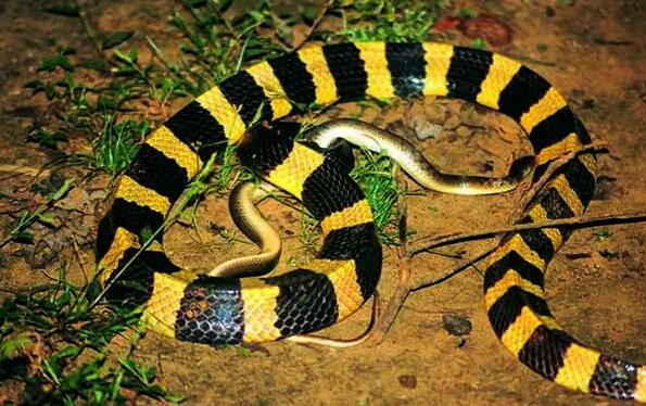 一竖黑一竖黄的蛇