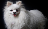 博美犬的价格多少钱一只