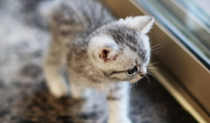 猫咪很像婴儿怎么回事 猫咪很像婴儿怎么回事