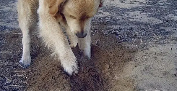 母狗狗突然刨地的征兆 母狗狗突然刨地的征兆