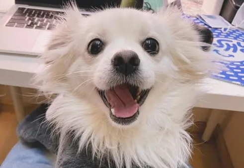 狗一直嘤嘤的叫是因为什么 狗一直嘤嘤的叫是因为什么