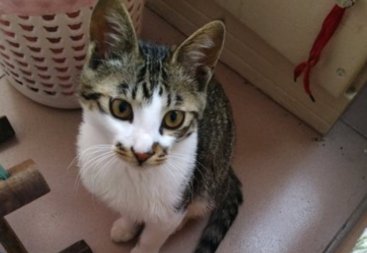 猫腹水最明显的症状 猫腹水最明显的症状