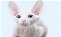 什么猫掉毛少？你了解吗？