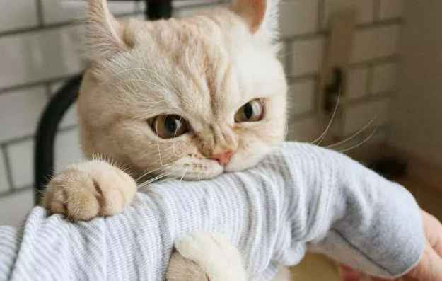 猫咪为什么有时爱咬人