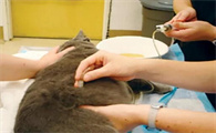 猫怀孕B超一般多少钱