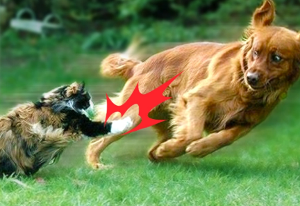 狗狗被野猫抓了会得狂犬病吗 狗狗被野猫抓了会得狂犬病吗