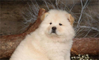 松狮犬寿命一般多少年