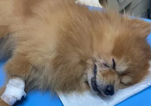 狗狗伤口缝合后涂什么药