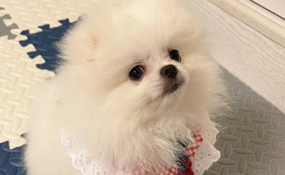 纯种博美多少钱一只 纯种博美多少钱一只