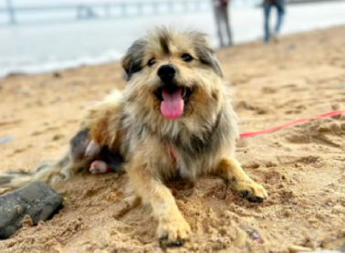 流浪狗在找吃的，因被老板投食，忠诚的它竟当起了看门犬
