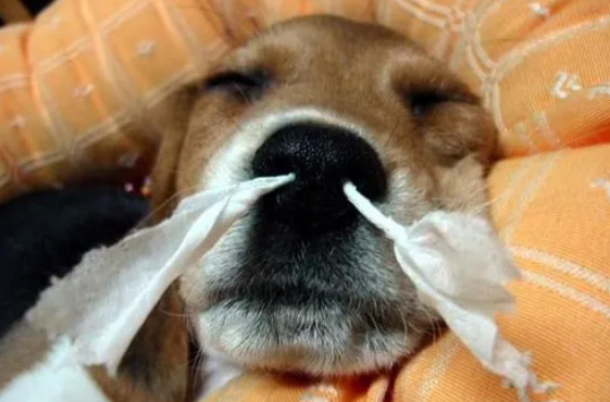狗感冒用人的感冒药哪种好