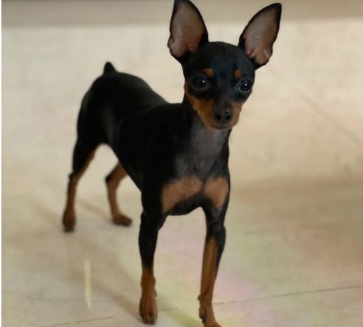 小鹿犬怎么训练不咬人?快来看看这个方法 小鹿犬怎么训练不咬人?快来看看这个方法