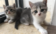 蓝猫和虎斑的串串叫什么