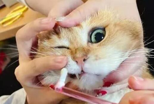 猫咪全口拔牙为什么