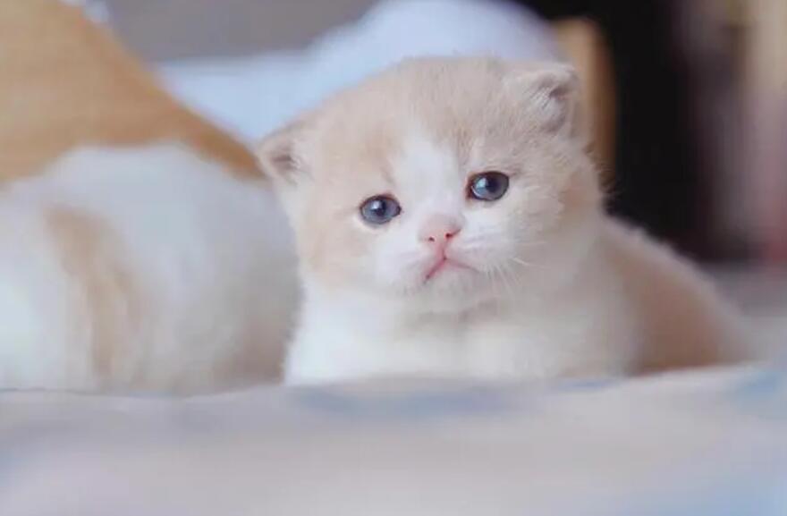 小奶猫打喷嚏怎么办？教你如何避免喷嚏问题