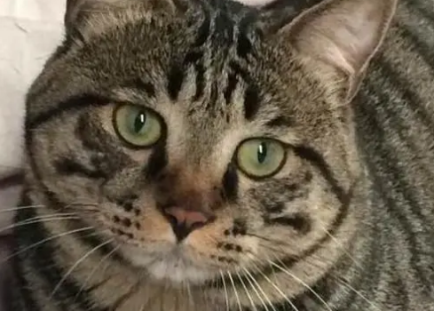 狸花猫是管教还是放养？你养对了吗？