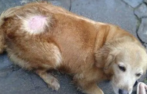 狗狗有癣怎么治疗