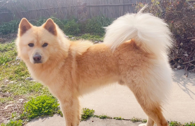 广西土松犬好不好