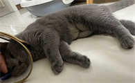 母猫绝育死亡征兆