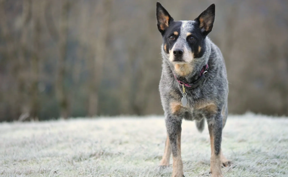 澳大利亚牧牛犬禁养