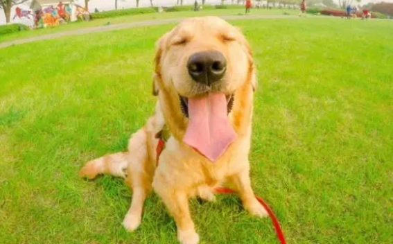 性格好的狗狗,通常更为受人热烈欢迎 性格好的狗狗,通常更为受人热烈欢迎