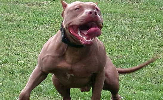 比特犬正宗图片 致命缺点