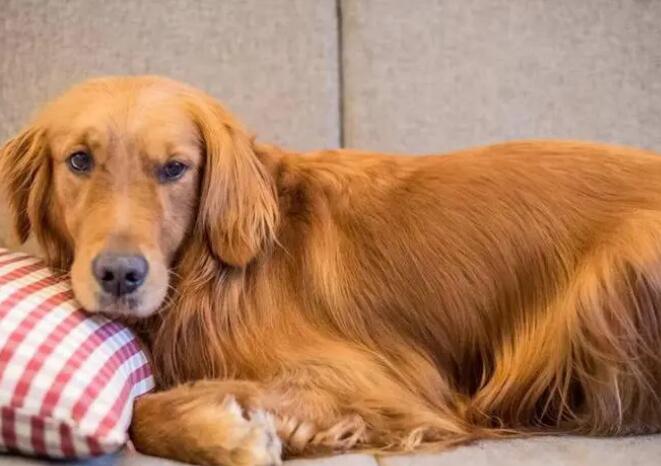 金毛犬的寿命是多少年