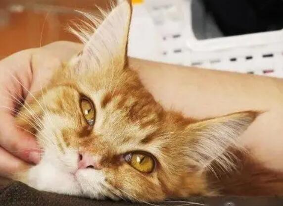 养猫人会有寄生虫吗